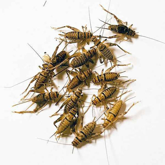 Live Crickets (Banded)