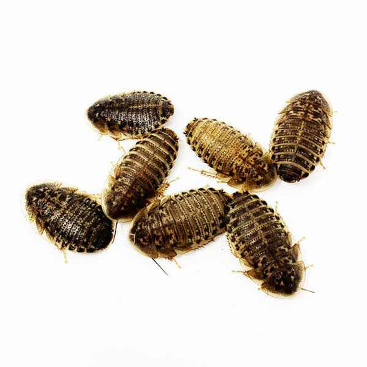 Live Dubia Roaches