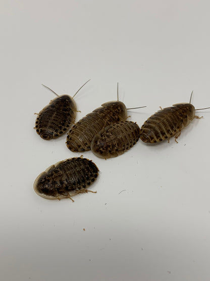 Live Dubia Roaches