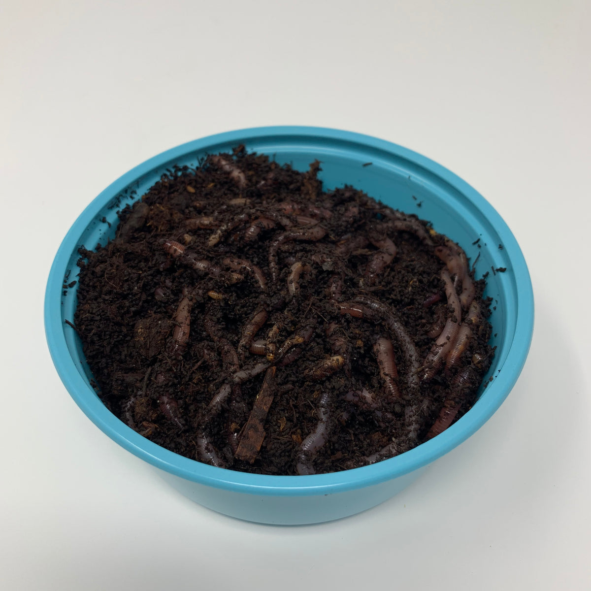 Live Red Wigglers