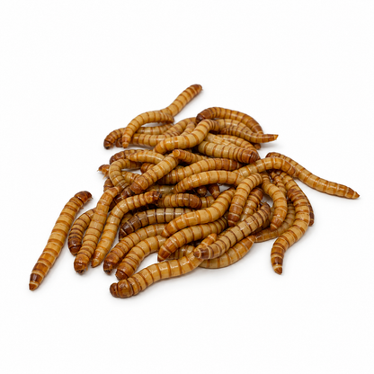 Pile of live medium mealworms raised as feeder insects for reptiles, birds, and other pets