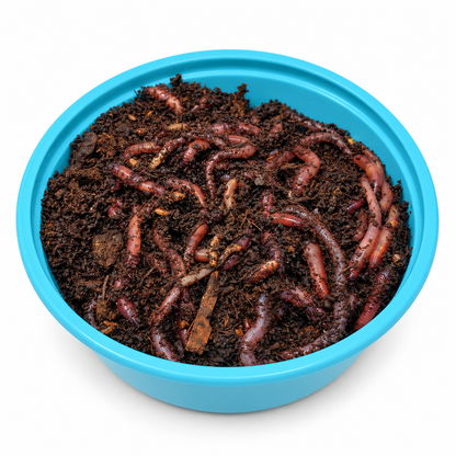 Live red wiggler worms in bedding for feeding pets, fishing bait, or composting