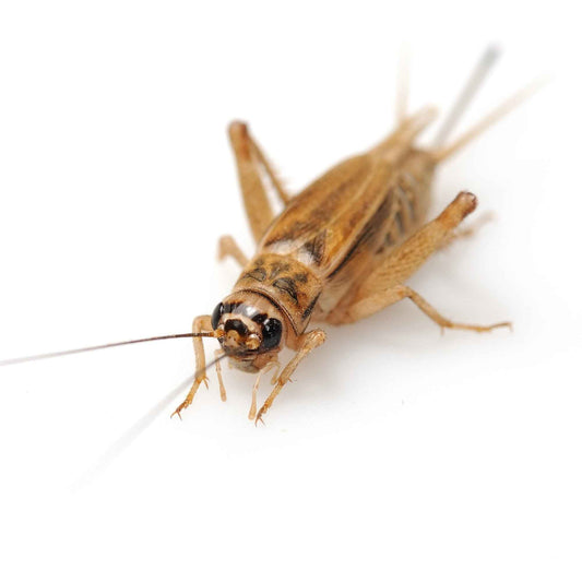 Freeze Dried Crickets