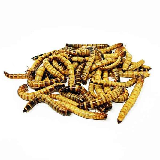 Live Superworms