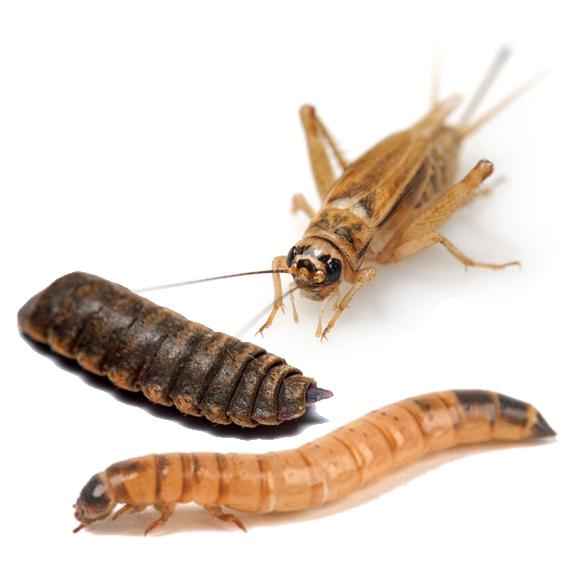 Freeze Dried Insect Medley