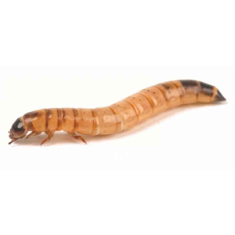 Freeze Dried Insect Medley