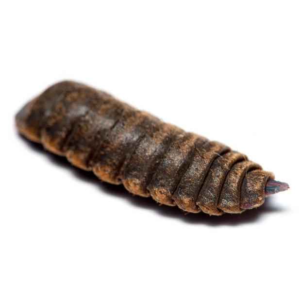 Freeze Dried Insect Medley